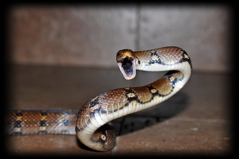 Gran Tamaño antropomorfa Cobra Serpiente Serpiente ataque llamativa Coser Hierro en parche negro XL 
